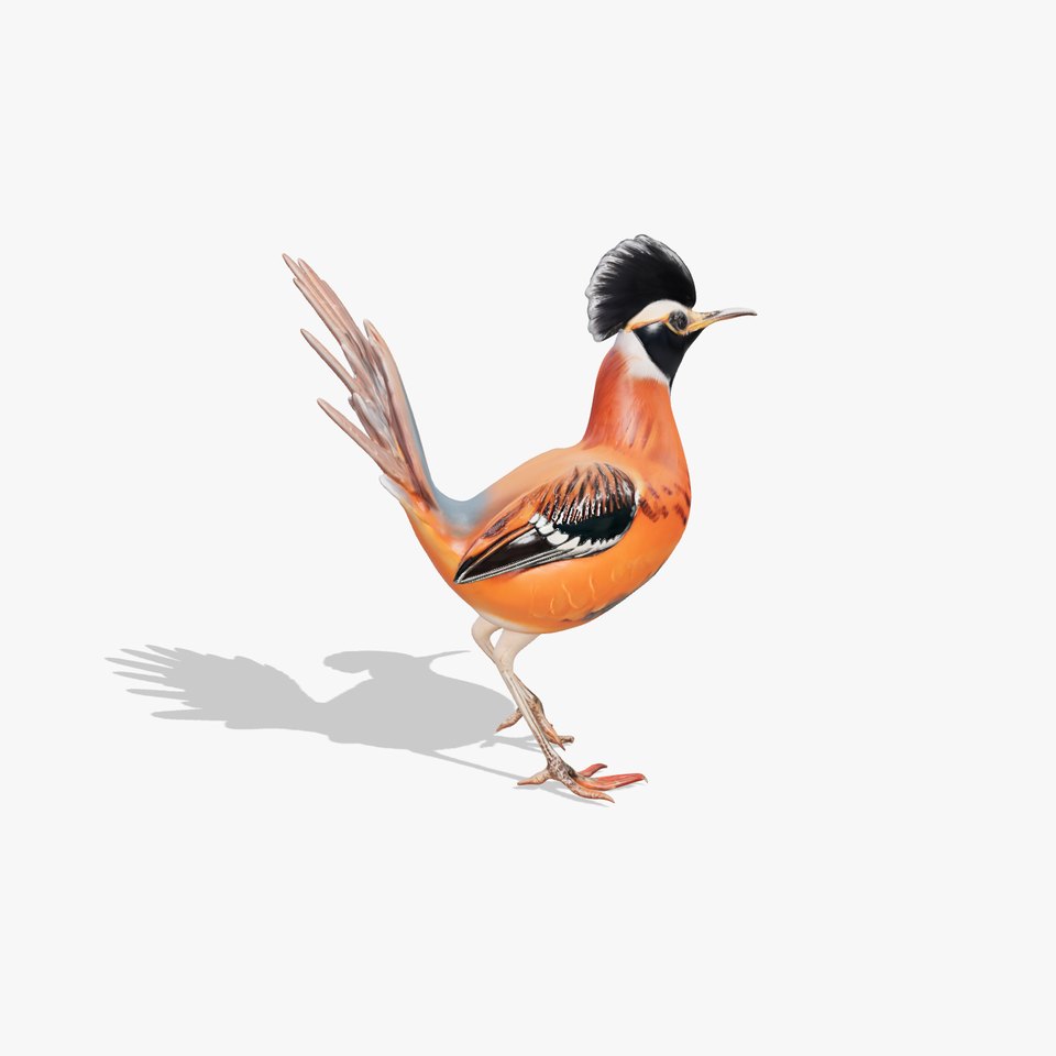 Orange Crested Bird model pack